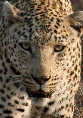 Leah the African Leopard