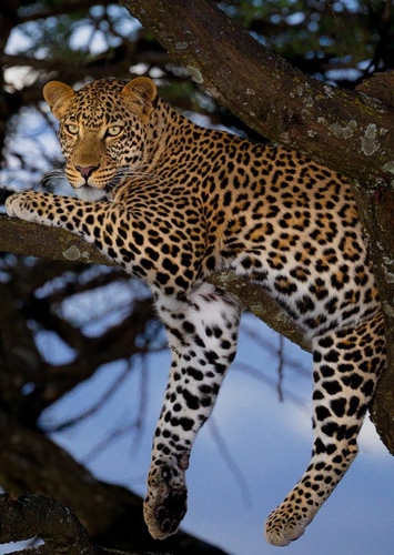 Leah the African Leopard