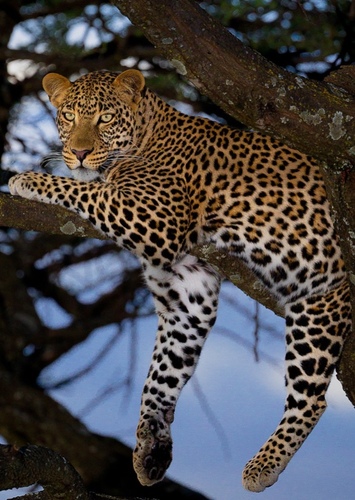 Leah the African Leopard