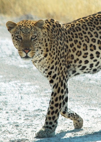 Leah the African Leopard