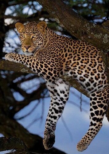 Leah the African Leopard