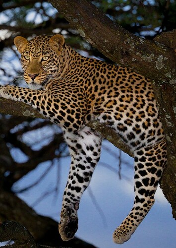 Leah the African Leopard