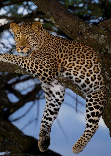 Leah the African Leopard
