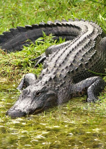 Leah the Alligator