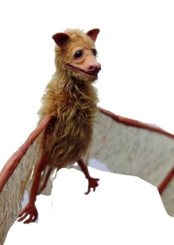 Leah the Fruit Bat