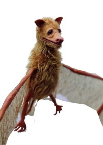 Leah The Fruit Bat