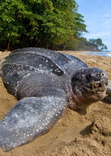 Leatherback Turtle