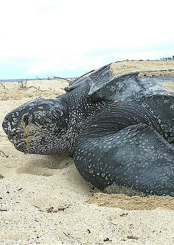 Leatherback Turtle