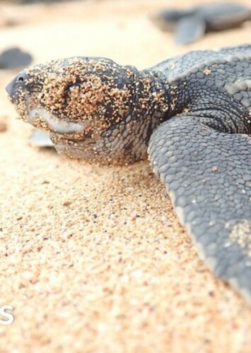 Leatherback Turtle