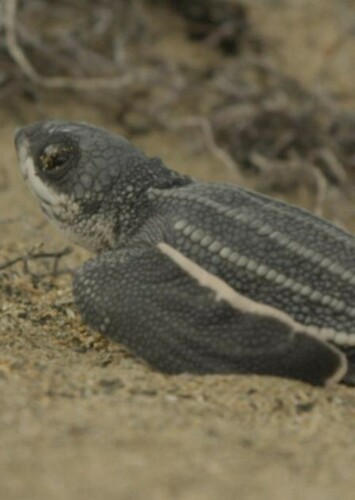 Leatherback Turtle