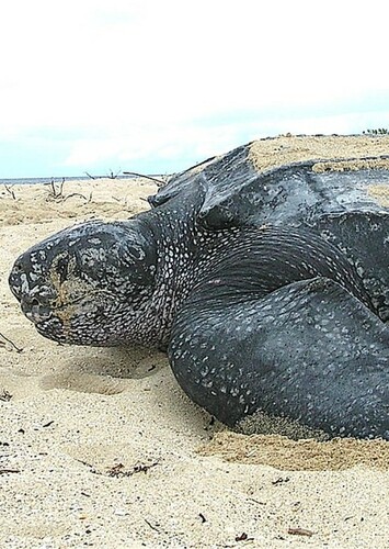 Leatherback Turtle