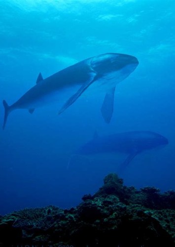 Leedsichthys