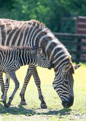 Leesburg Animal Park