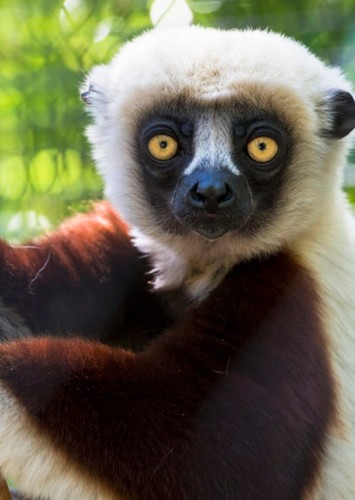 Lemur