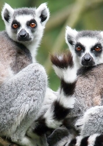 Lemur