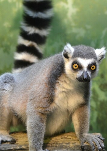 Lemur