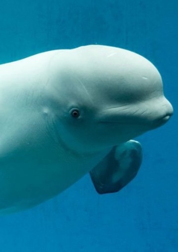 Lenny the Beluga Whale