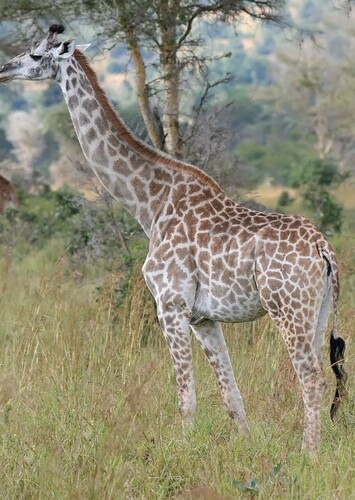 Lenny The Giraffe