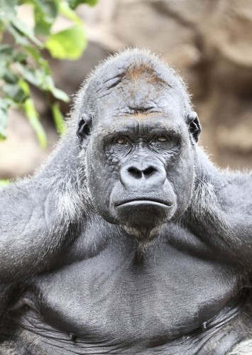 Lenny the Gorilla