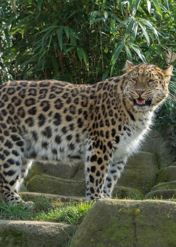 Leo