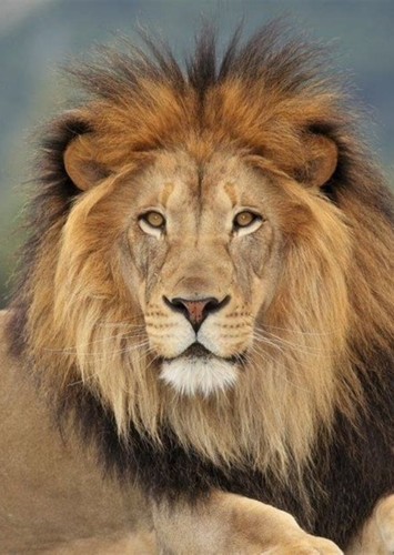 Leo