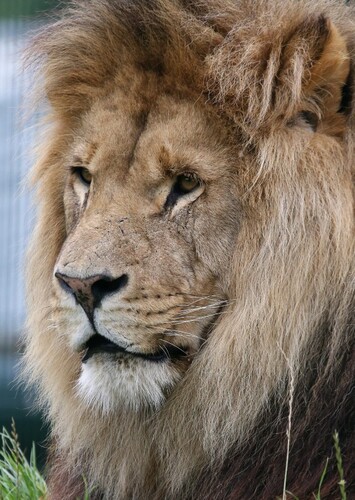 Leo the African Lion