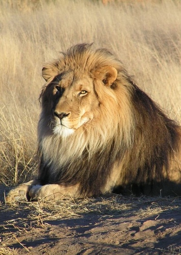 Leo the African Lion