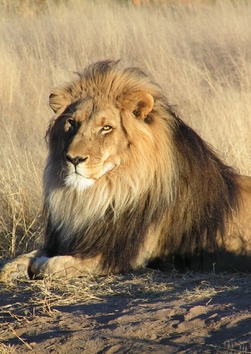 Leo the African Lion