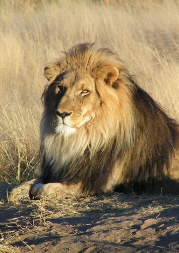 Leo the African Lion