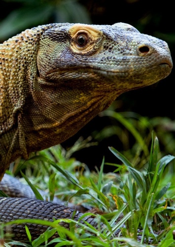 Leo the Komodo Dragon
