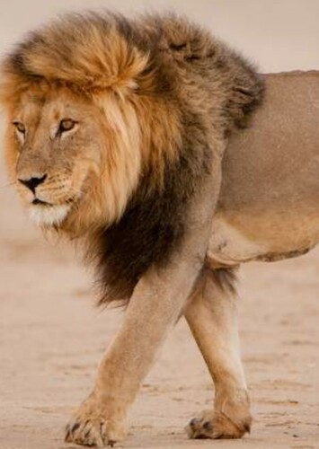 Leo the Lion
