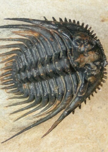 Leonaspis