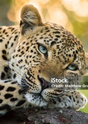 Leopard