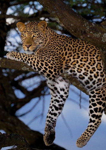 Leopard