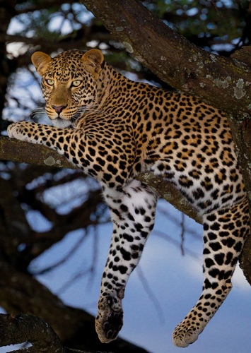 Leopard