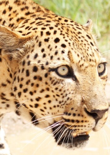 Leopard