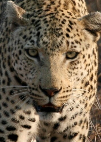 Leopard