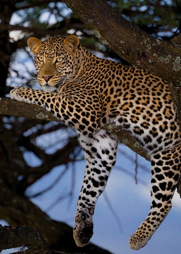 Leopard