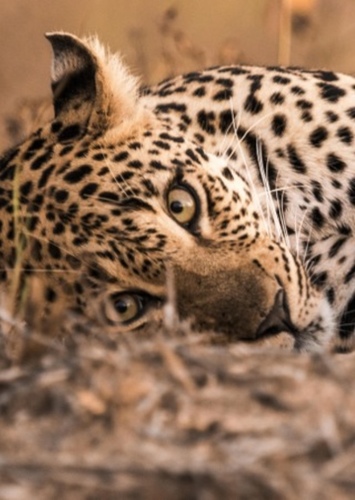 Leopard