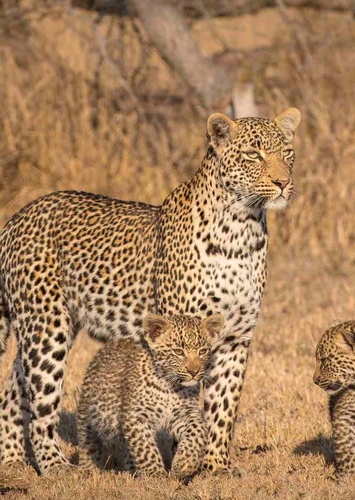Leopard