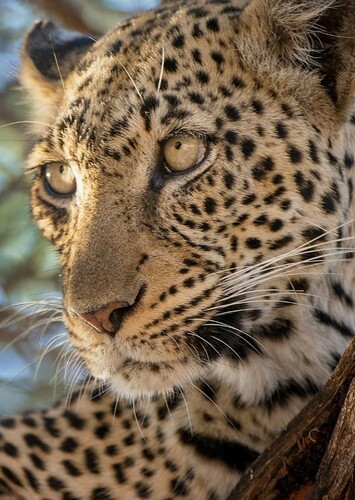 Leopard