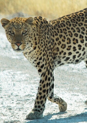 Leopard Fan Casting for The Fascinating World of Animals | myCast - Fan ...