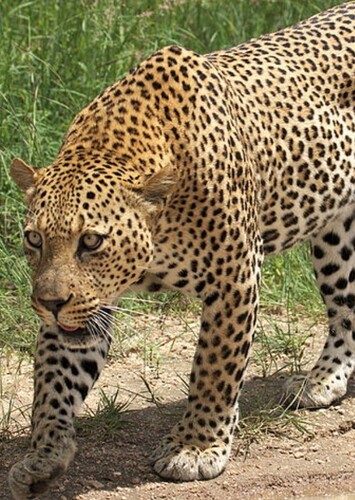 Leopard