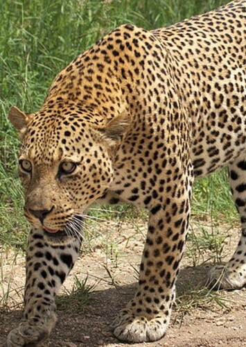 Leopard