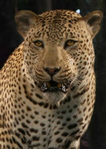 Leopard