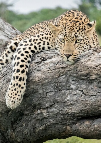 Leopard