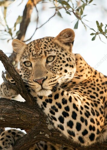Leopard