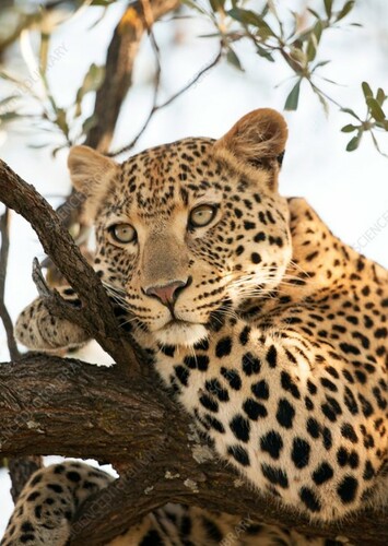 Leopard