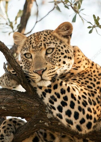 Leopard