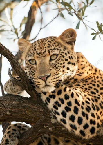 Leopard
